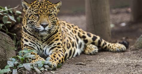 El Jaguar Está En Peligro Crítico De Extinción Revela Un Estudio