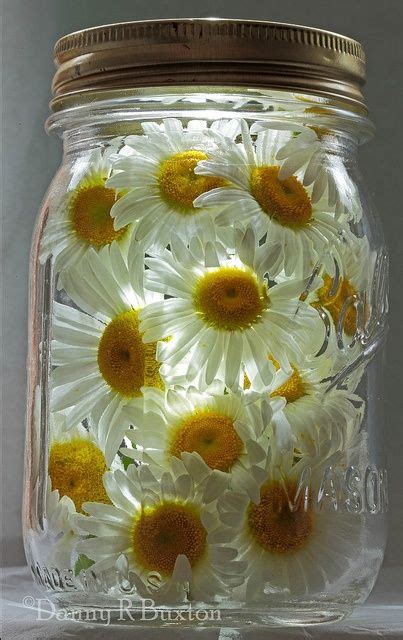 Daisies In A Jar Cheap Wedding Centerpieces Mason Jars Daisy Love