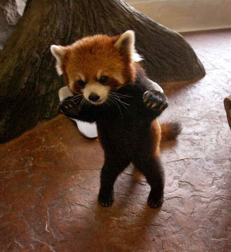 Adorable Red Pandas Caught On Film Baby Animal Zoo