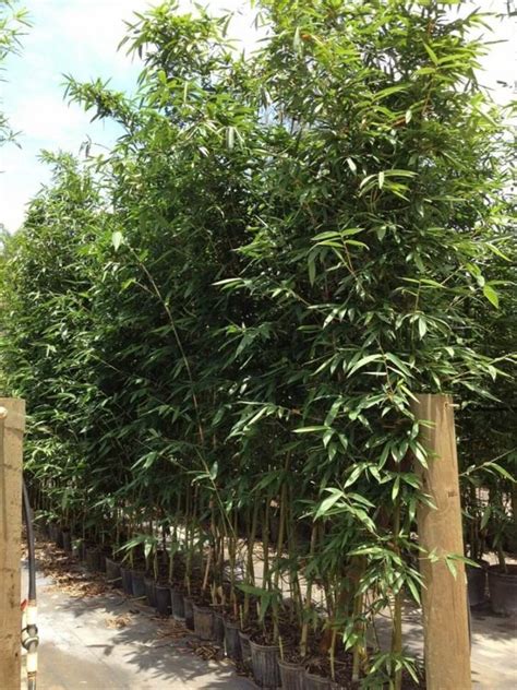Oldhamii Bamboo Bambusa Oldhamii Palmco Wholesale Bamboo Florida