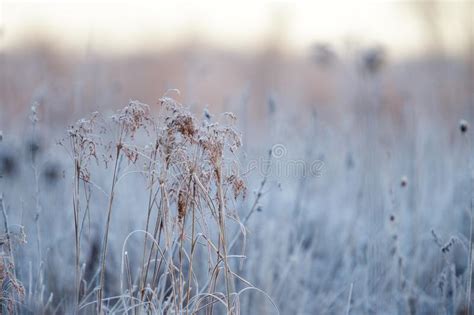 Frost Covered Grass Stock Image Image Of Nature Marsh 140130217