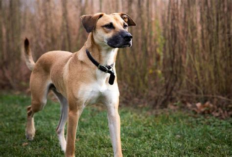 Black Mouth Cur Dog Breed Guide Info Pictures Care And More Pet Keen
