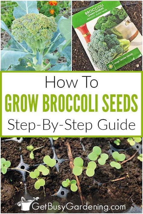 How To Grow Broccoli From Seed Step By Step Growing Broccoli