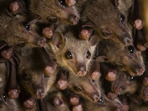 Egyptian Fruit Bats Rousettus Aegyptiacus Photograph Fruit Bat Bat