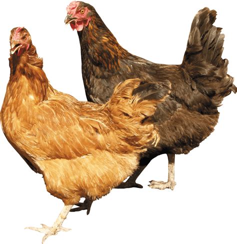 Two Chicken Png Image Purepng Free Transparent Cc0 Png Image Library