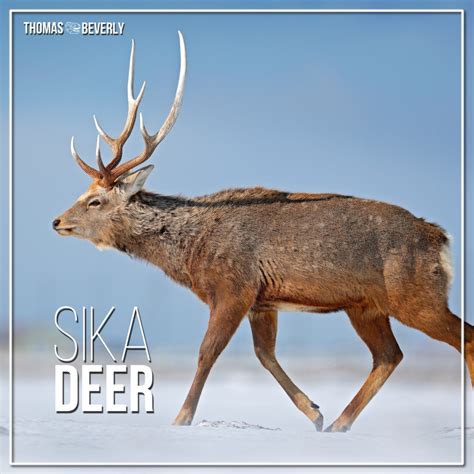 Sika Deer Sika Deer Sound Effects Library