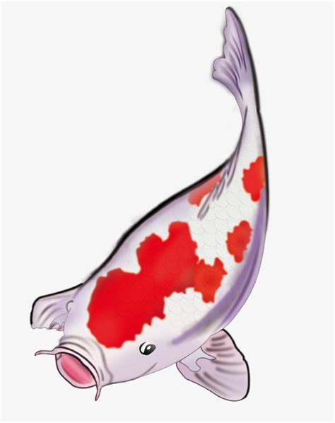 Collection Of Koi Fish Png Hd Pluspng The Best Porn Website