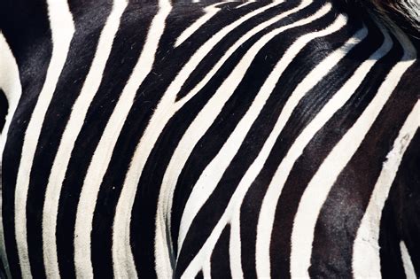Zebra Stripes Royalty Free Stock Photo