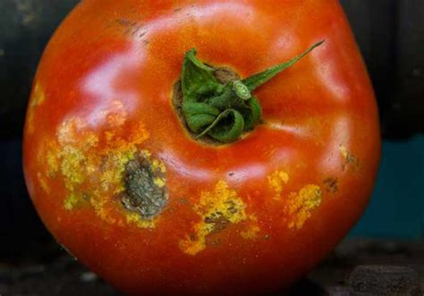 The processing involves removal of the head and what will happen if your pets eat a stink bug? What do Stink Bugs Eat? Tomatoes, Grains, Insects ...