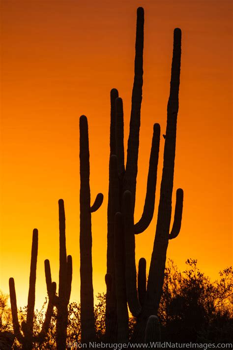 Sonoran Desert Sunset Photos By Ron Niebrugge