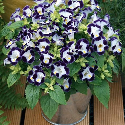 Best Annual Shade Flowers Duchess Blue And White Torenia Torenia