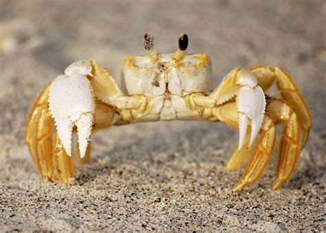 Ghost Crab Sand Crab Facts Habitat Description Characteristics