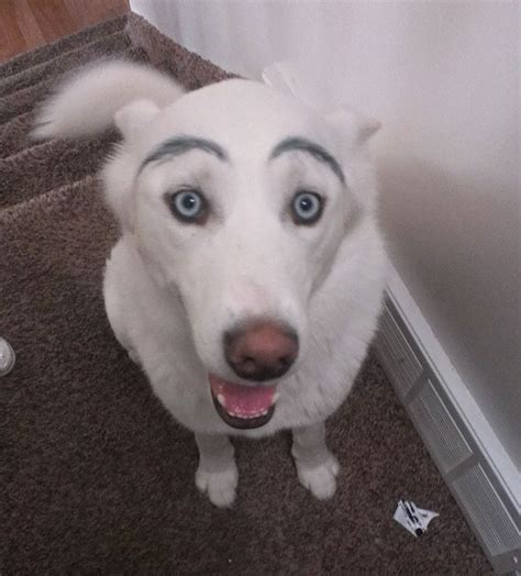 I'm starting to think that these make her look more like an evil genius than simply angry. 11 Ridiculous Dogs With Bizarre Eyebrows | Stillunfold