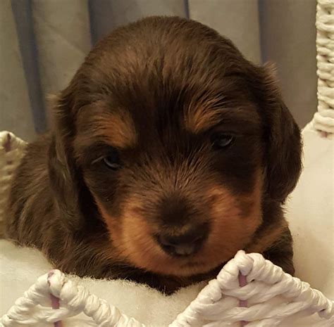 Dachshund puppies for sale in alabamaselect a breed. Miniature Dachshund Puppies For Sale | Holiday, FL #326426