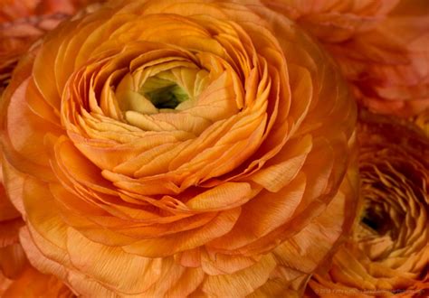 A Few More Orange Ranunculuses Beautiful Flower Pictures Blog