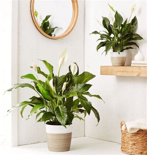 They can tolerate low light and. Best Indoor Plants for Beginners | Easy Beginner Plants ...