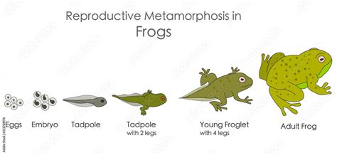Vecteur Stock Frogs Reproductive Metamorphosis Amphibian Reproduction Growth Development