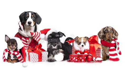 Group Dog And Cat And Kitens Wearing A Santa Hat Stock Photo Image Of