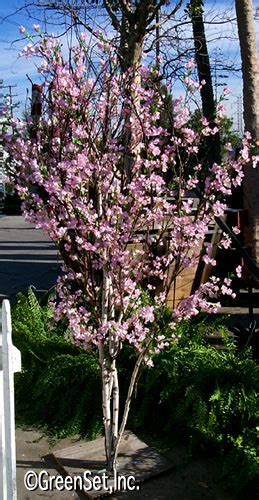 Pink Cherry Blossom Tree In Trees Artificial