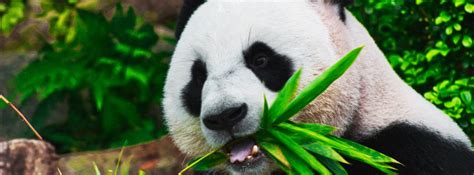 Giant Pandas No Longer Endangered In The Wild China Announces News