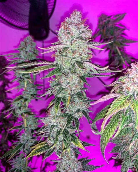 Purple Punch Seeds Cannabis Strains For Sale Seed Bank