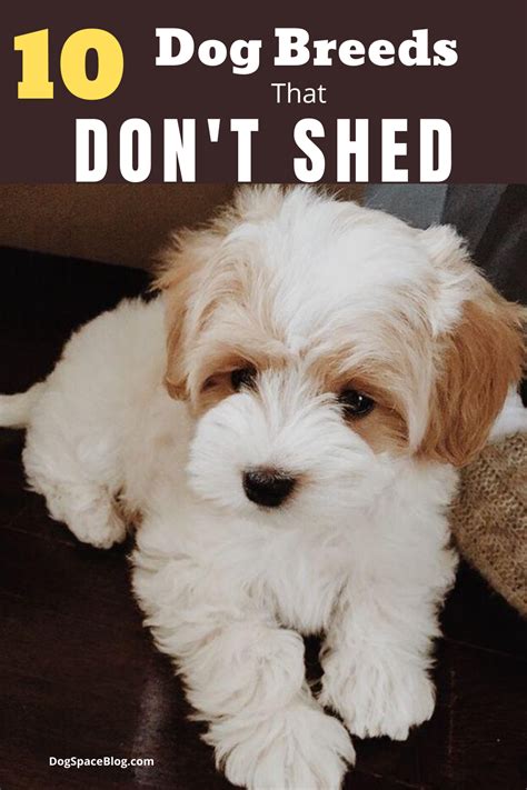 Cutest Small Dog Breeds Best Small Dogs Top 10 Dog Breeds Dog Breeds