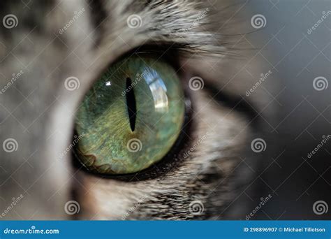 Cat Eye Close Up With Narrow Pupil Stock Image Image Of Close Green