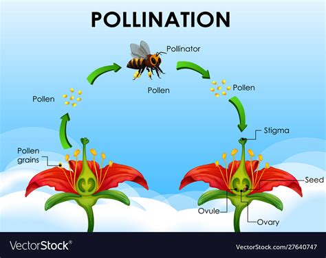 Diagram Showing Pollination Cycle Royalty Free Vector Image