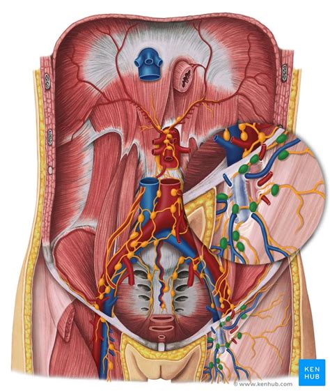 Ovaries Anatomy And Embryology Kenhub