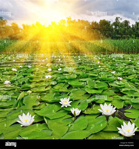 Beautiful Sunrise Over A Spring Lake With A White Lilies Stock Photo