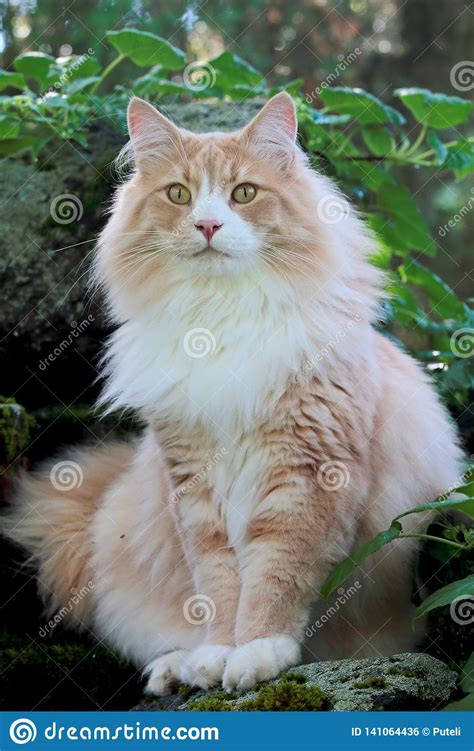 Beautiful Norwegian Forest Cat Male Sitting On A Stone In