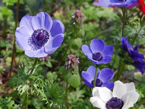 Up Close With This Years Anemone Flowers