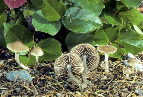 Psilocybin Mushrooms In California All Mushroom Info