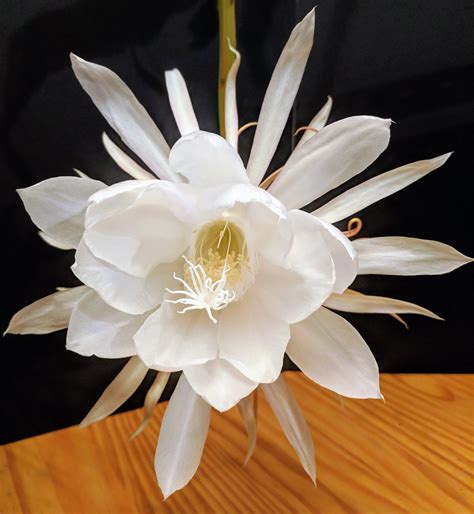 Timelapse Bloom Queen Of The Night My Epiphyllum Oxypetalum Was