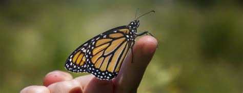 Monarch Butterfly Conservation — Deschutes Land Trust
