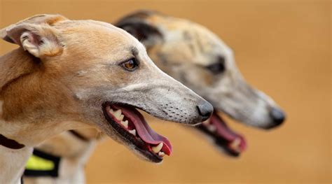 Come learn about greyhounds at an upcoming event! Pin on Greyhound Adoption
