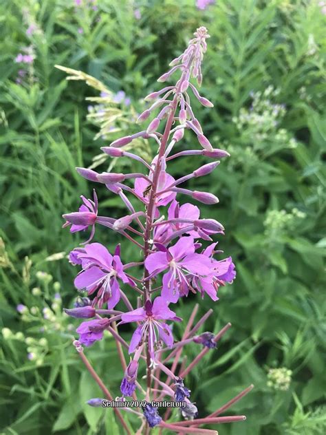 Photo Of The Bloom Of Fireweed Chamaenerion Angustifolium Posted By