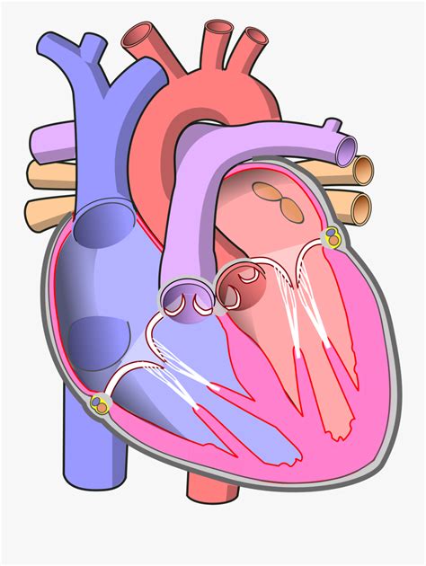 Human Heart Diagram Without Labels