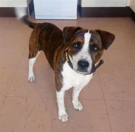 Staffy X Jack Russell Dog In Chard Somerset Gumtree