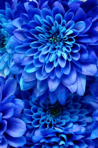 Details Of Blue Flower For Background Or Texture Stock Photo Download
