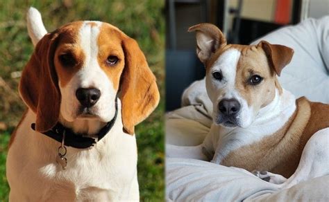 They are mischievous and spunky. Beagle Pit (Pitbull & Beagle Mix) Info, Pictures, Facts, Traits | Doggie Designer