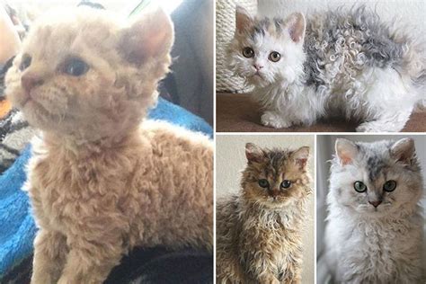 Curly Haired Cats All About Rex Cat Breeds Curly Haired Cats