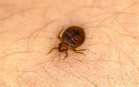Help I Think I Have Bed Bugs In My Moline Home Quik Kill
