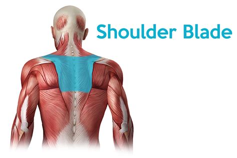Stretches for your neck are equally as important, taking your chin towards your chest then taking your head from side to side so that your ear nearly touches your shoulder, then diagonally looking down to either side to stretch the deeper neck muscles. Upper Back Pain | What's Causing the Top of my Spine to Hurt?