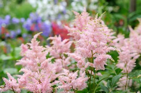 Astilbe Care How To Grow And Care For Astilbes