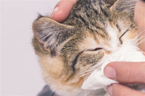 Cat Flu Symptoms And Treatment Is It Life Threatening