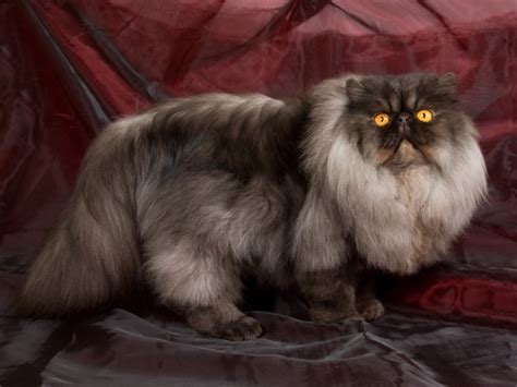 Siamese cats are most commonly associated with this coat pattern, but many other domestic cats can also be colorpointed. Cat Genetics: Facts on 6 Unusual Coat Colors and Patterns ...