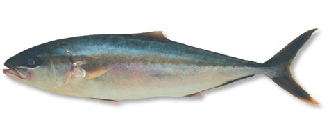 Yellowtail Kingfish Seriola Lalandi United Fisheries