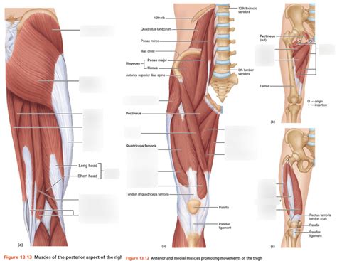 Labeling Thigh Muscles Diagram Quizlet