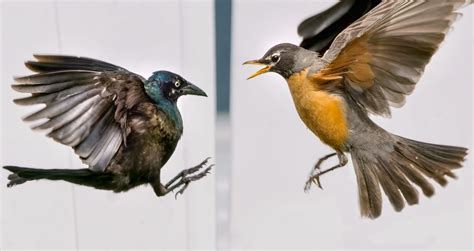 Bird Fight Birds And Blooms